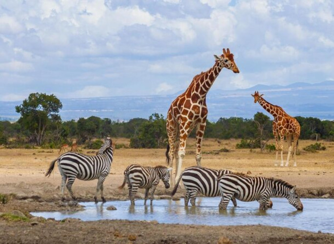 Ol Pejeta Conservancy